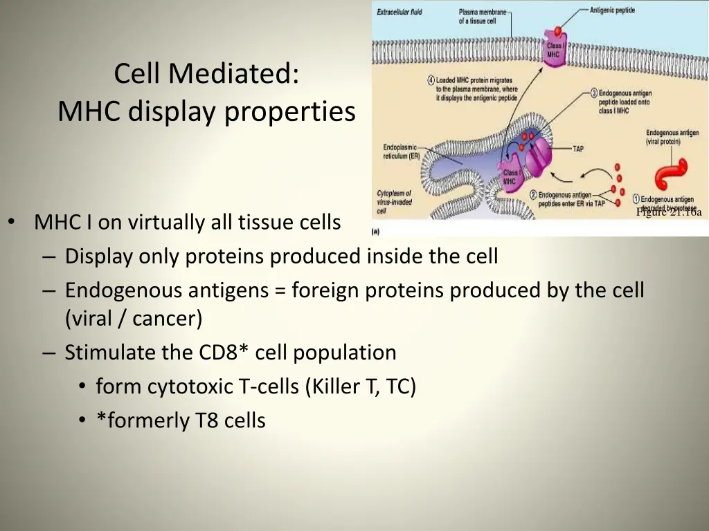 cell mediated mhc display properties