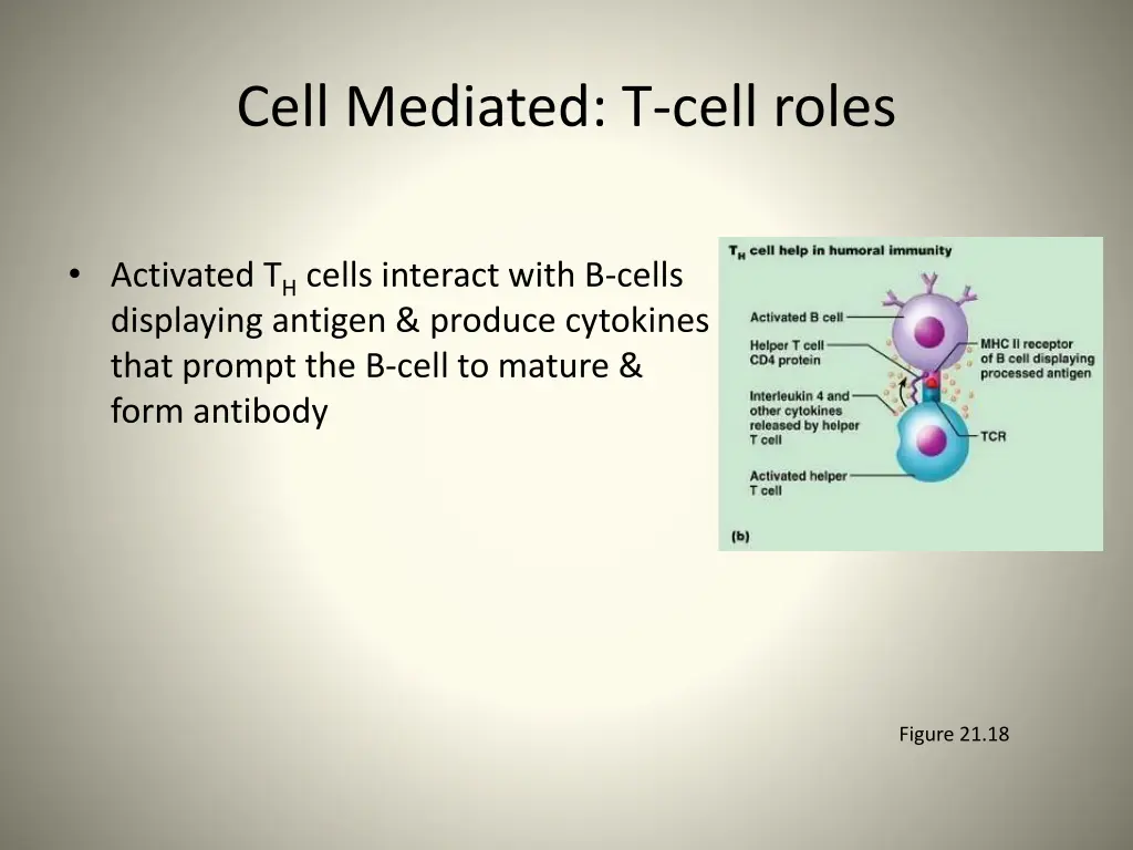 cell mediated t cell roles 1