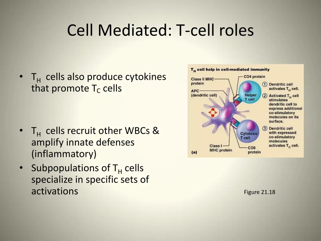 cell mediated t cell roles 2