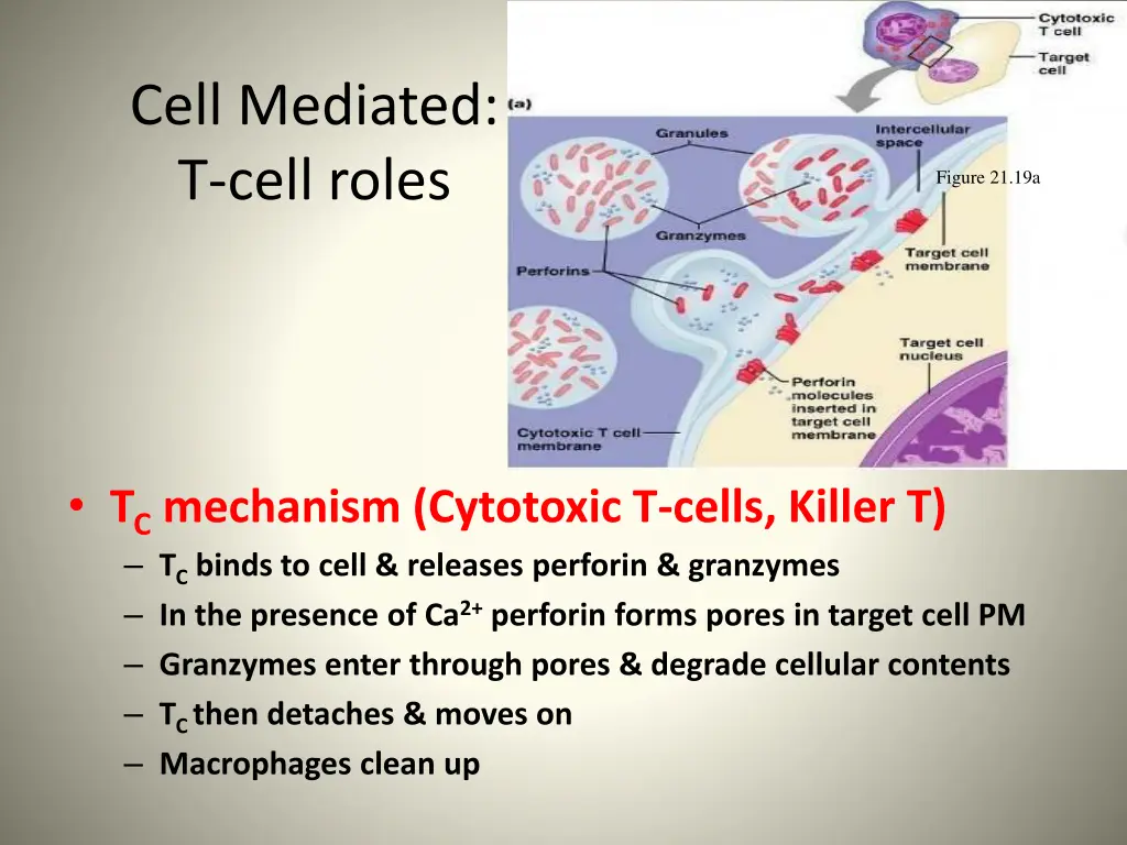 cell mediated t cell roles 4