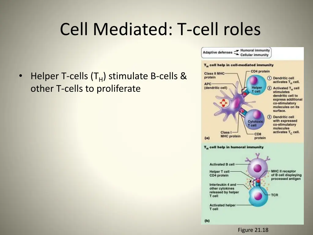 cell mediated t cell roles