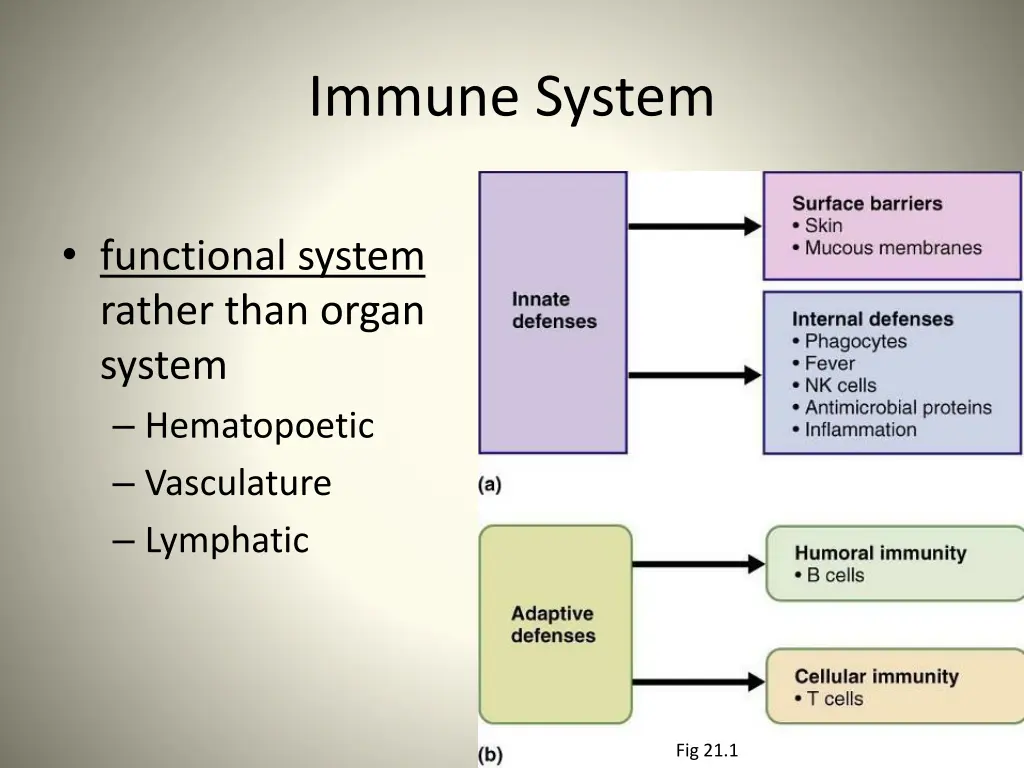 immune system