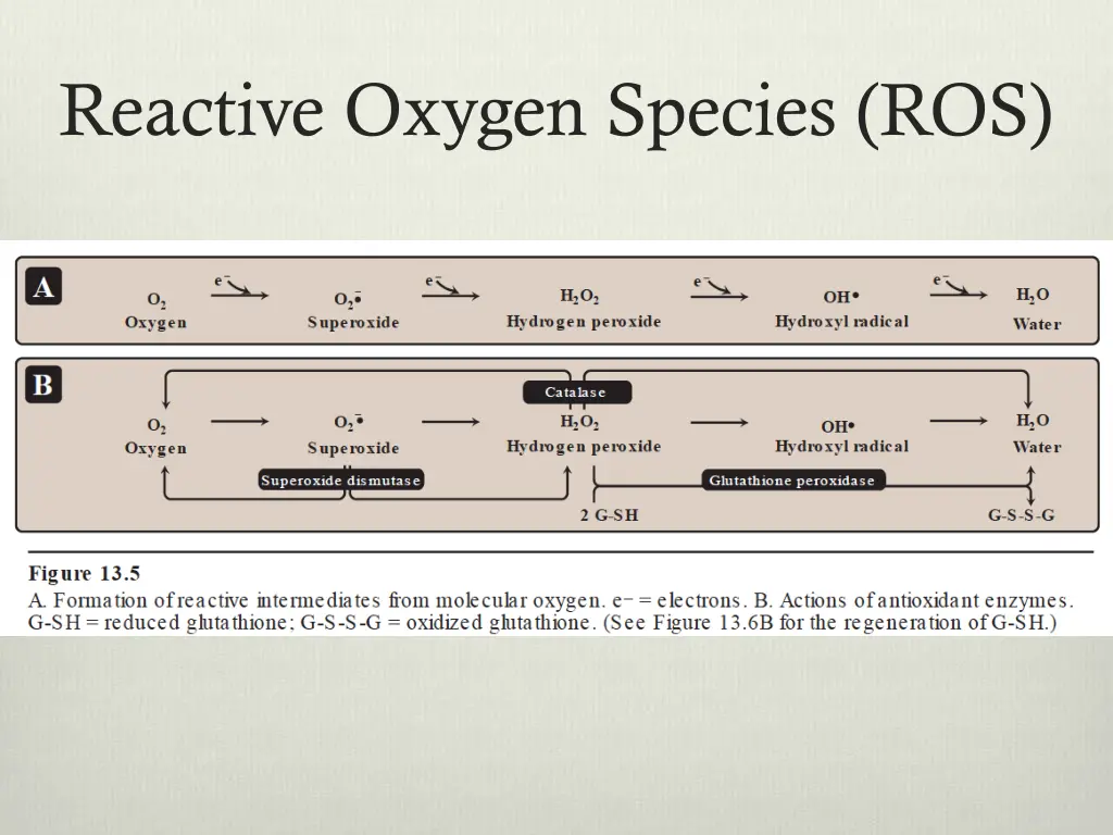 reactive oxygen species ros 1