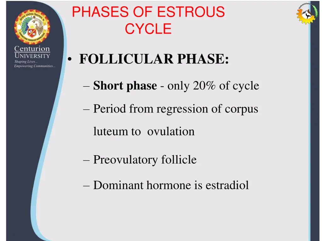 phases of estrous cycle