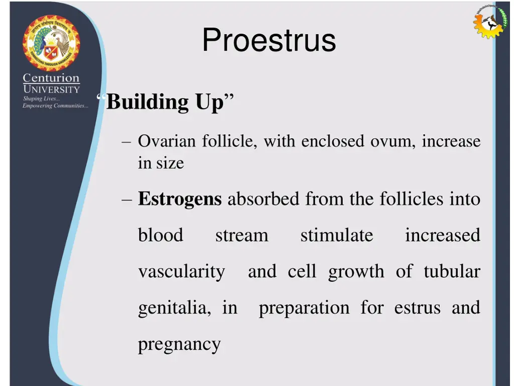 proestrus