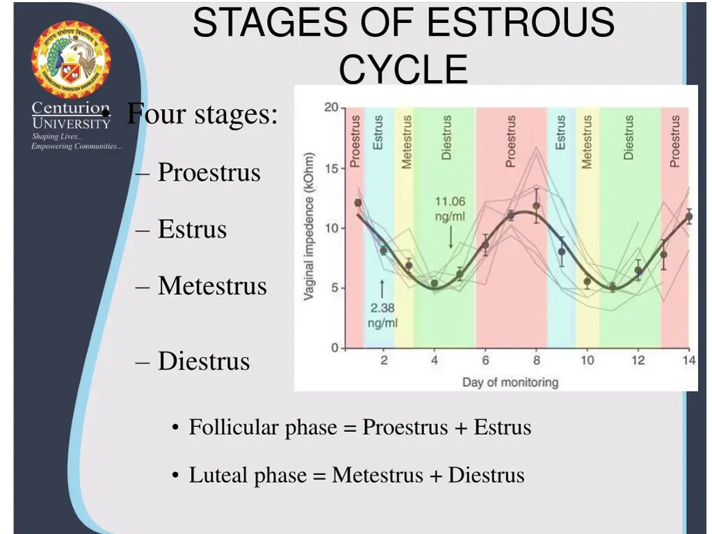 stages of estrous cycle four stages