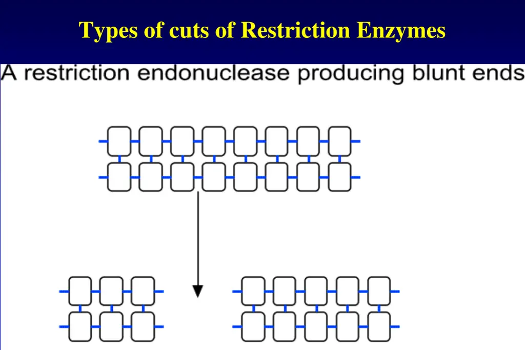 types of cuts of restriction enzymes 1