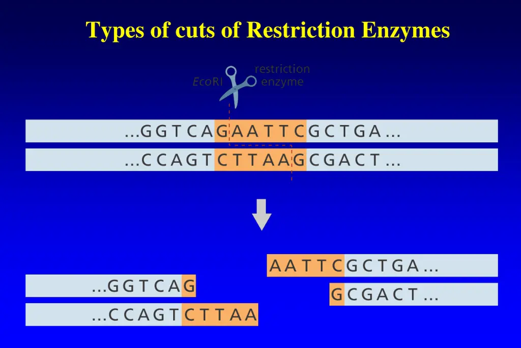 types of cuts of restriction enzymes 2