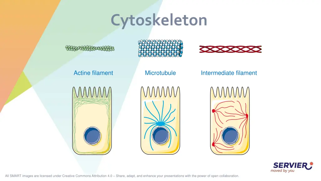 cytoskeleton