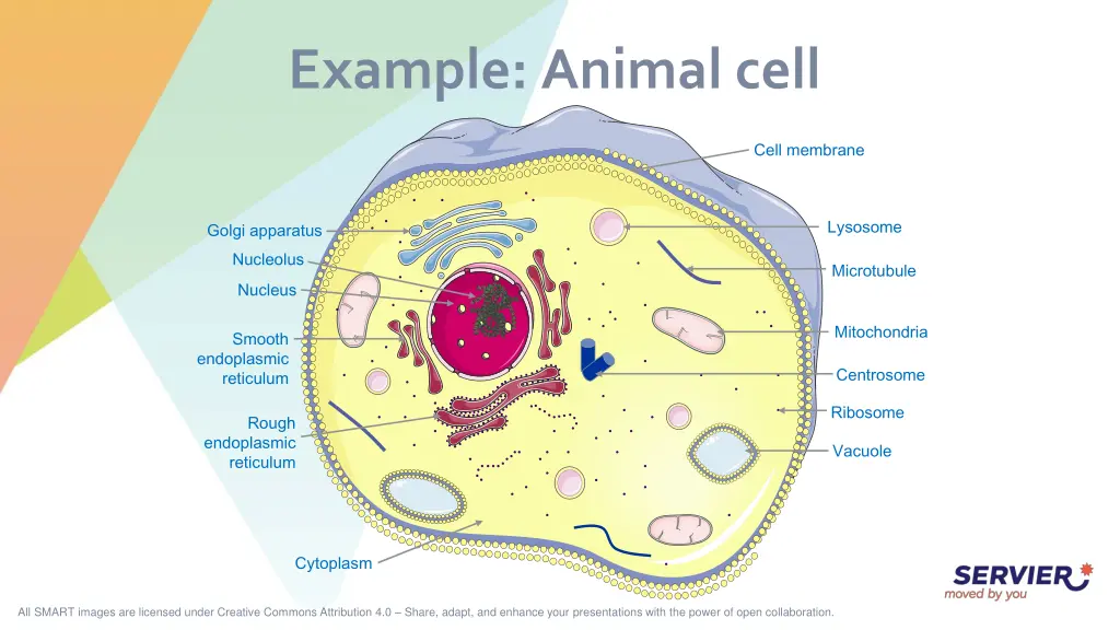 example animal cell
