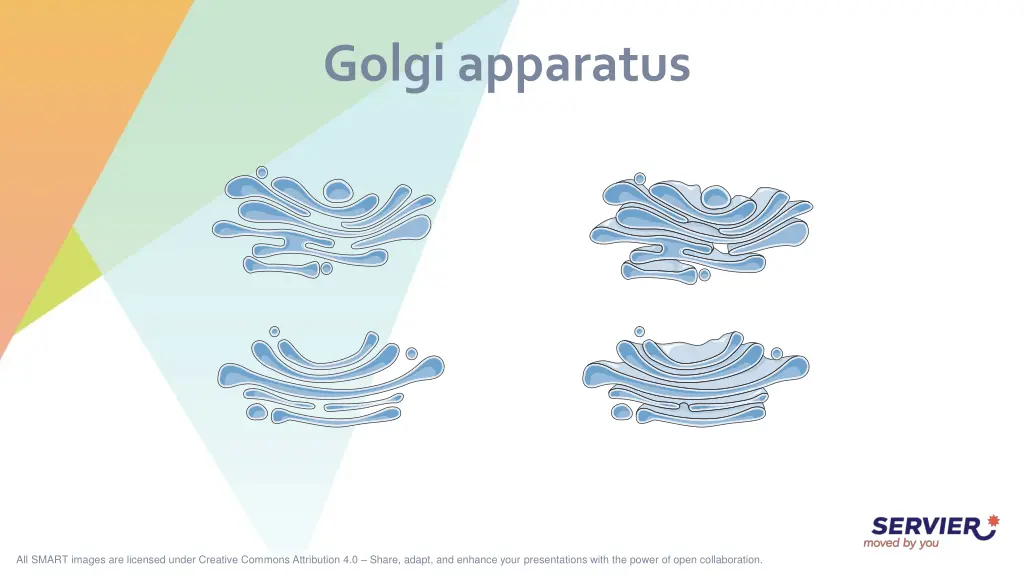 golgi apparatus