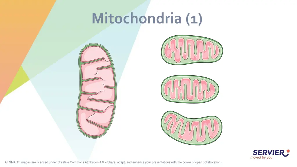 mitochondria 1