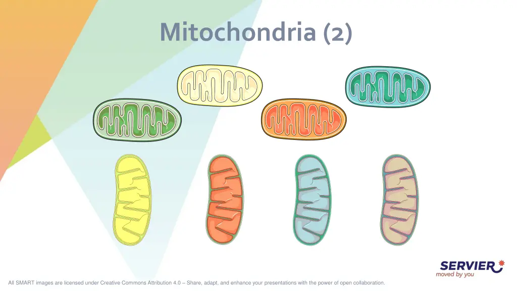mitochondria 2