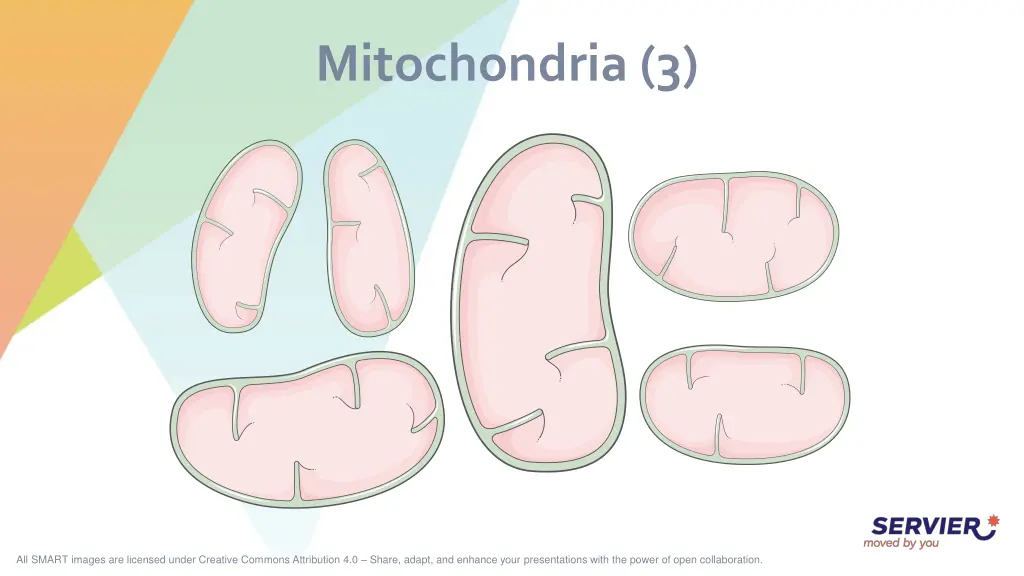 mitochondria 3