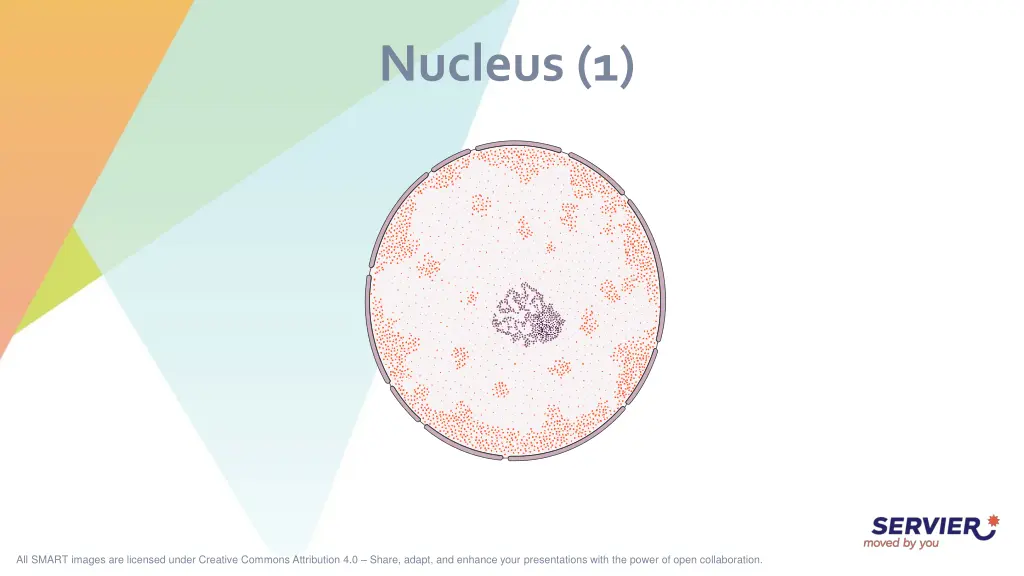 nucleus 1