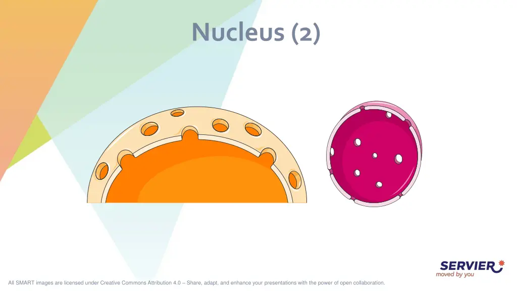 nucleus 2