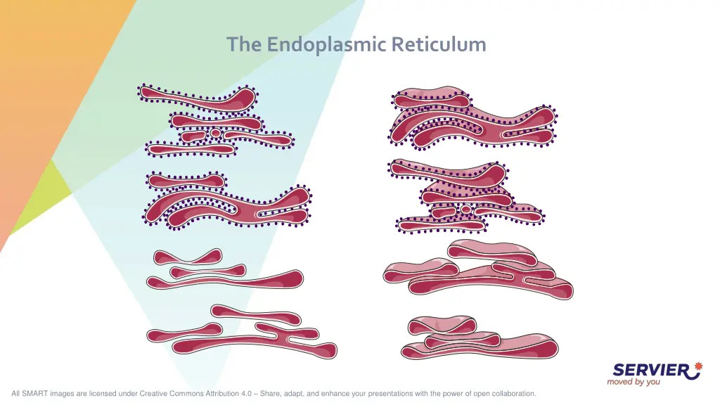 the endoplasmic reticulum