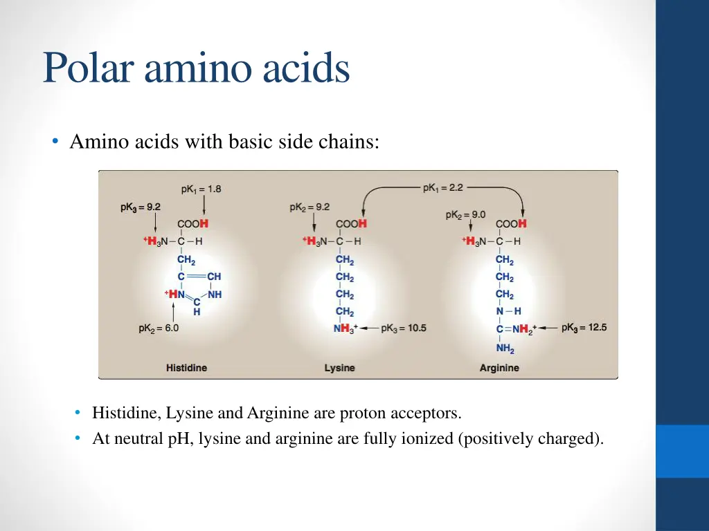 polar amino acids 1