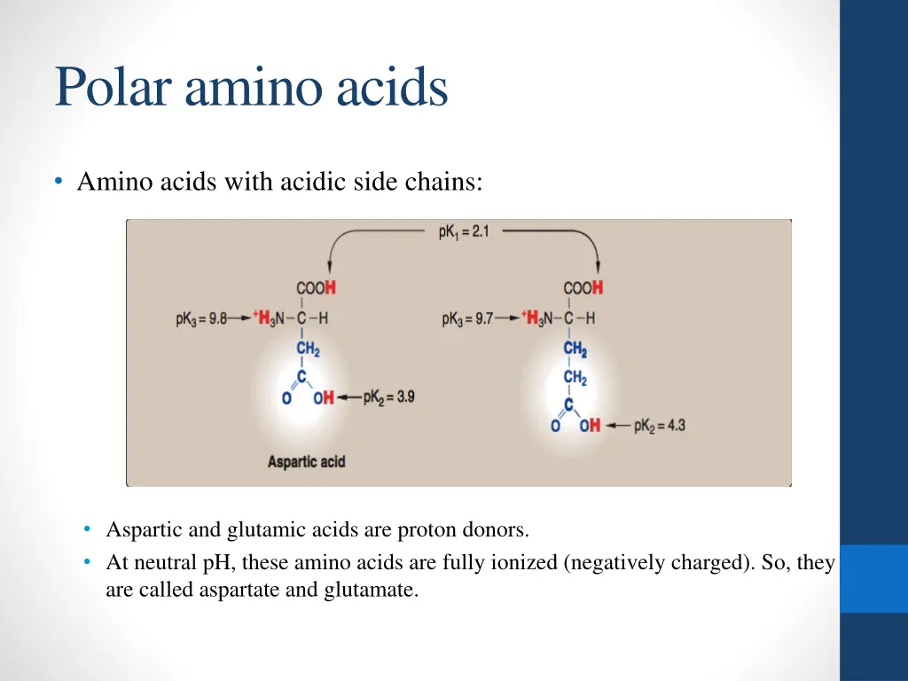 polar amino acids