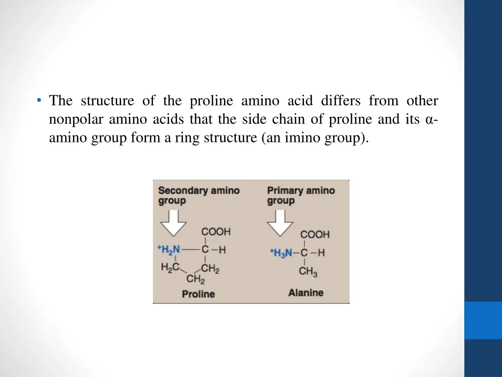 the structure of the proline amino acid differs