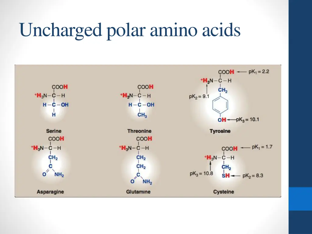 uncharged polar amino acids