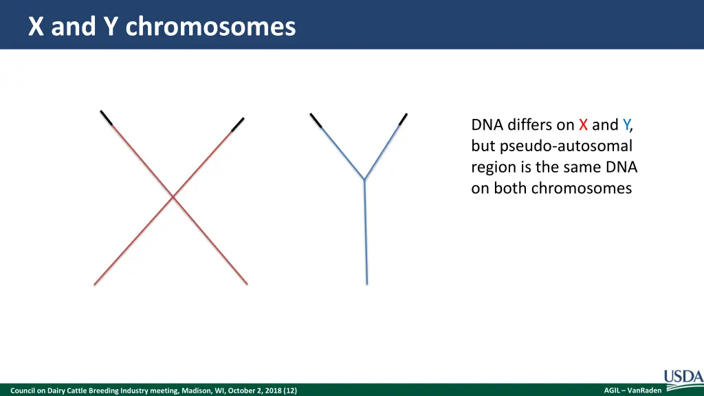 x and y chromosomes