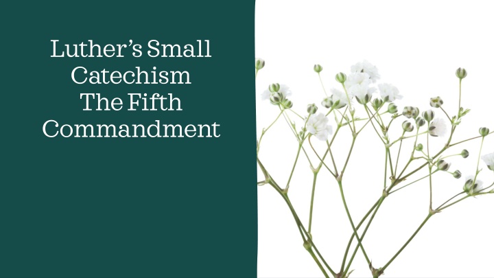 luther s small catechism the fifth commandment