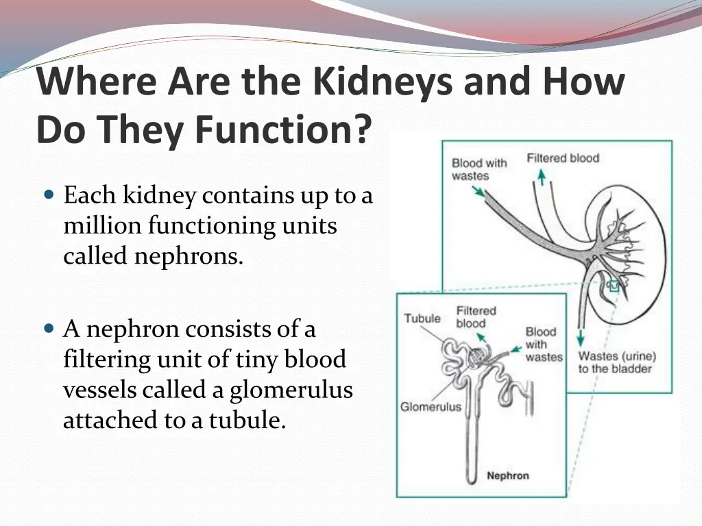 where are the kidneys and how do they function 1