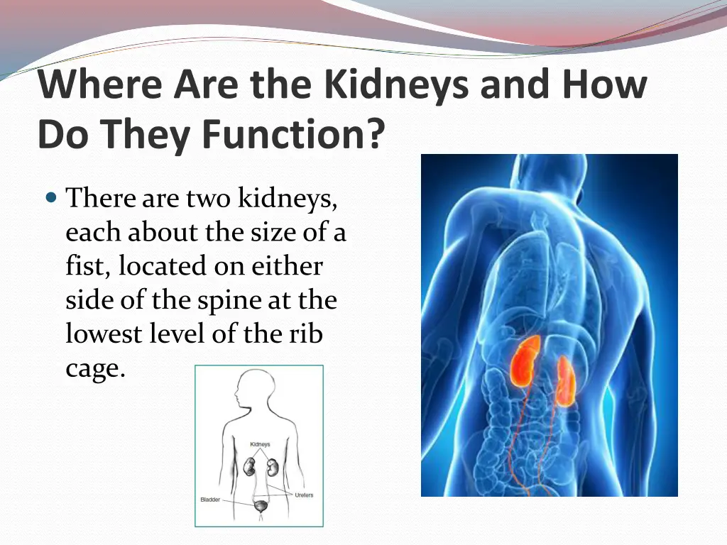 where are the kidneys and how do they function
