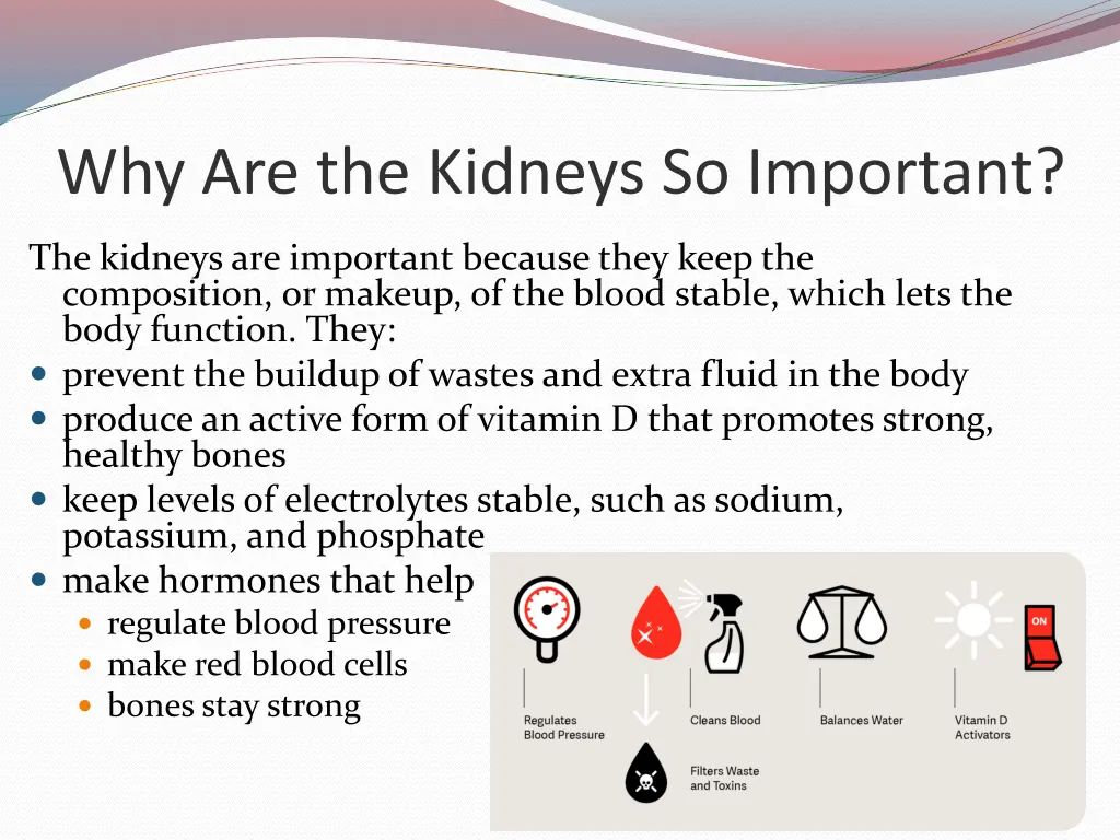 why are the kidneys so important