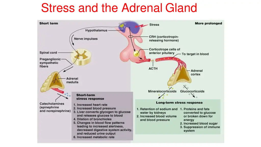 stress and the adrenal gland