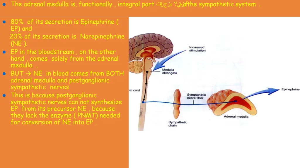 the adrenal medulla is functionally integral part