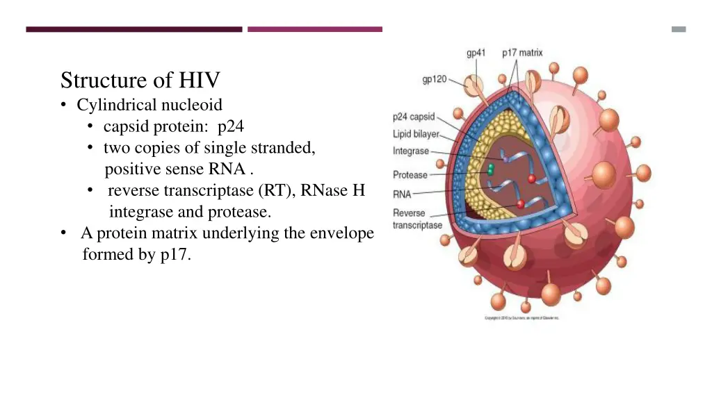 structure of hiv cylindrical nucleoid capsid