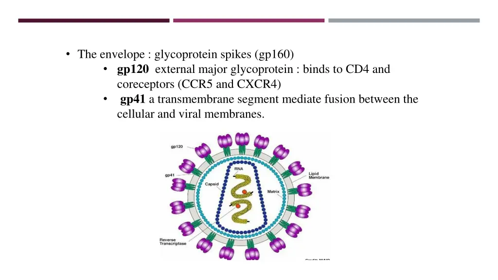 the envelope glycoprotein spikes gp160 gp120
