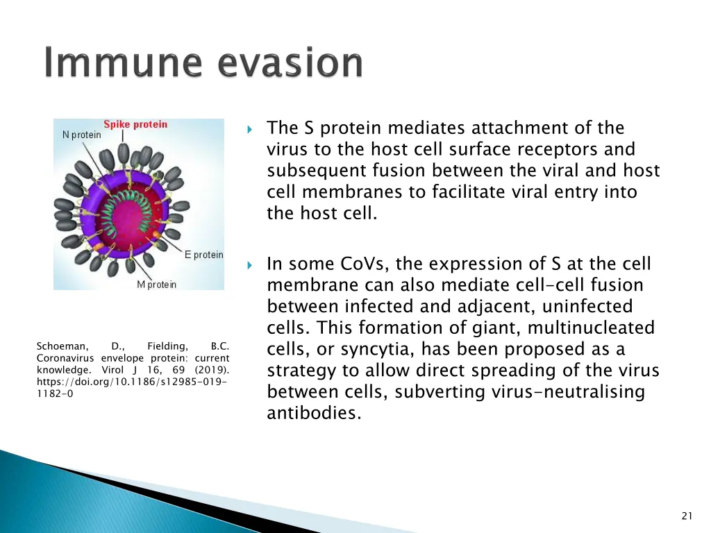 the s protein mediates attachment of the virus