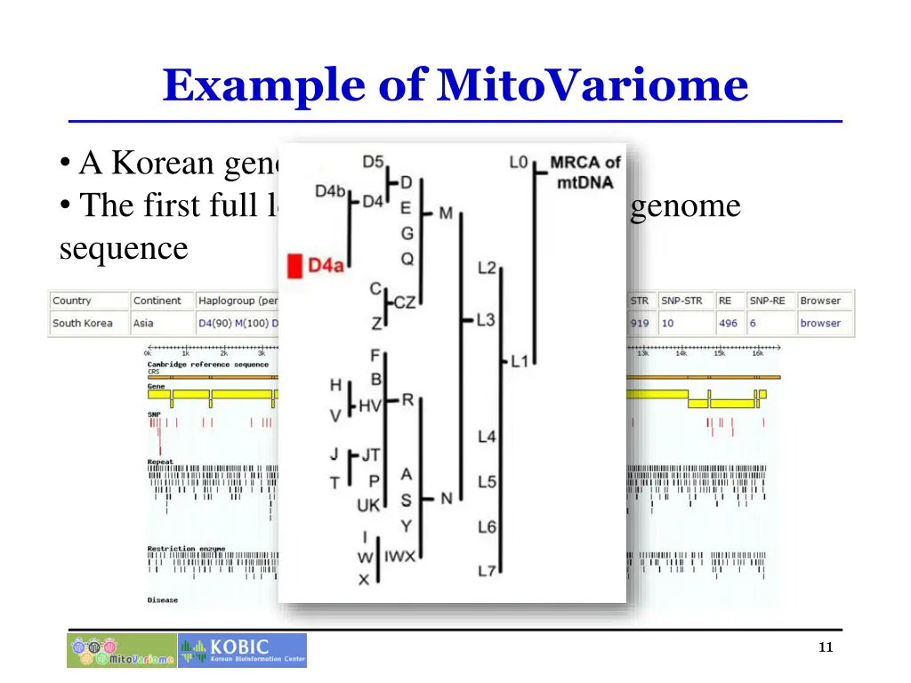 example of mitovariome 1