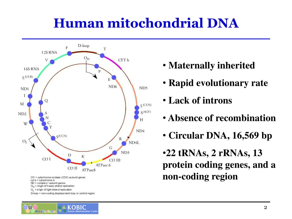 human mitochondrial dna