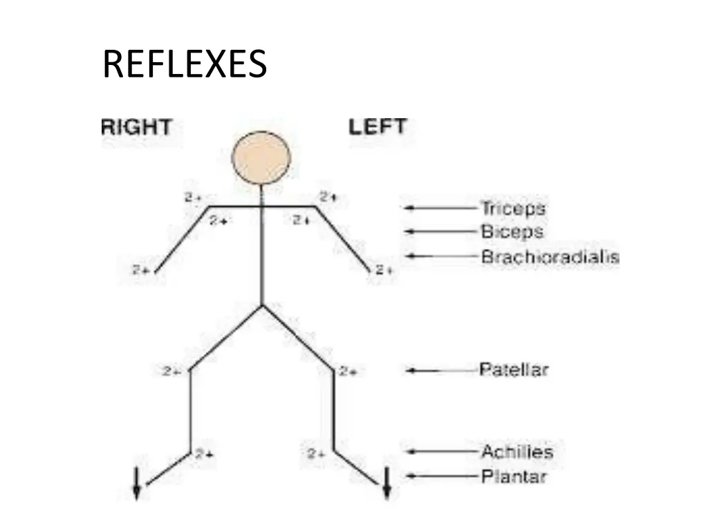reflexes