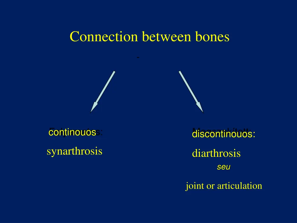 connection between bones