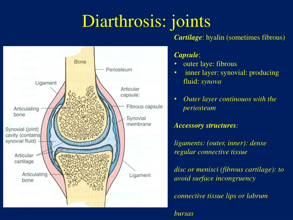 diarthrosis joints