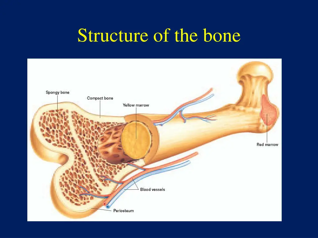 structure of the bone