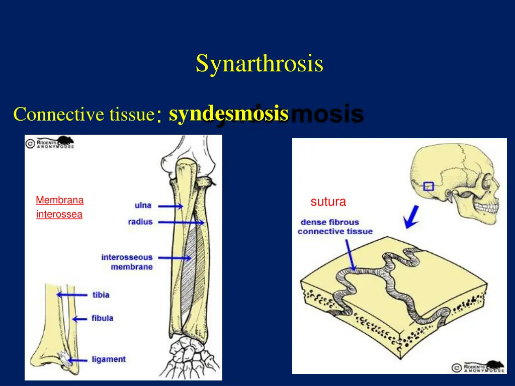 synarthrosis