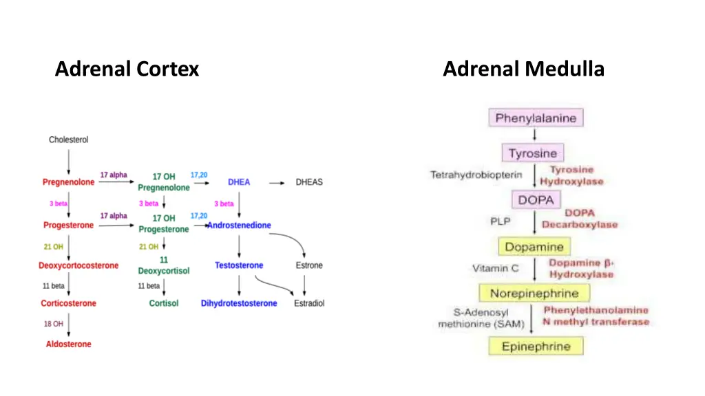 adrenal cortex