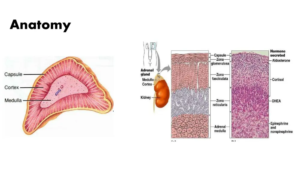 anatomy 1