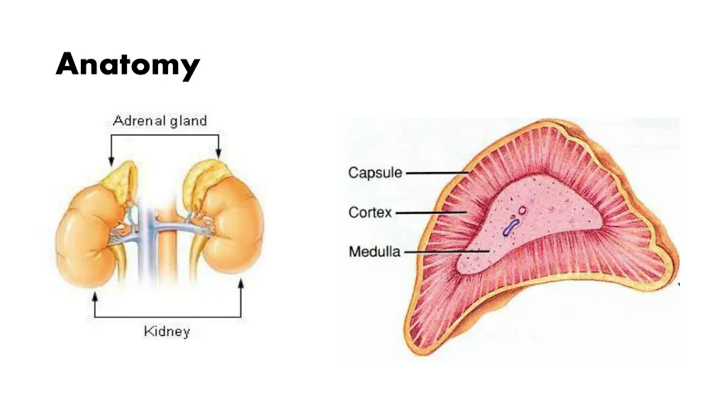 anatomy