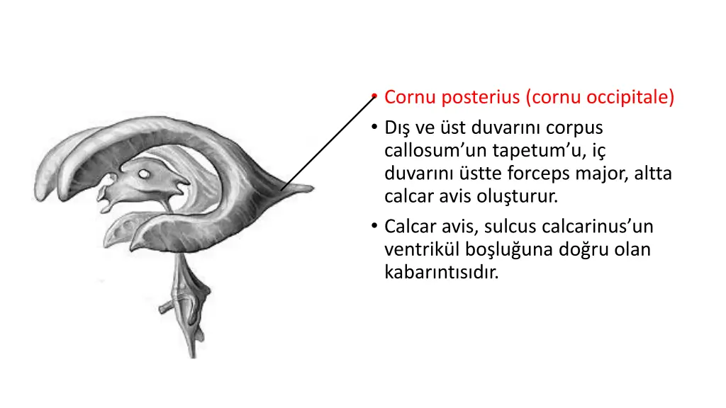 cornu posterius cornu occipitale d ve st duvar