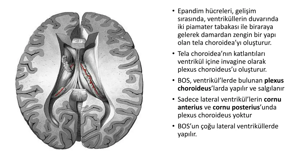 epandim h creleri geli im s ras nda ventrik