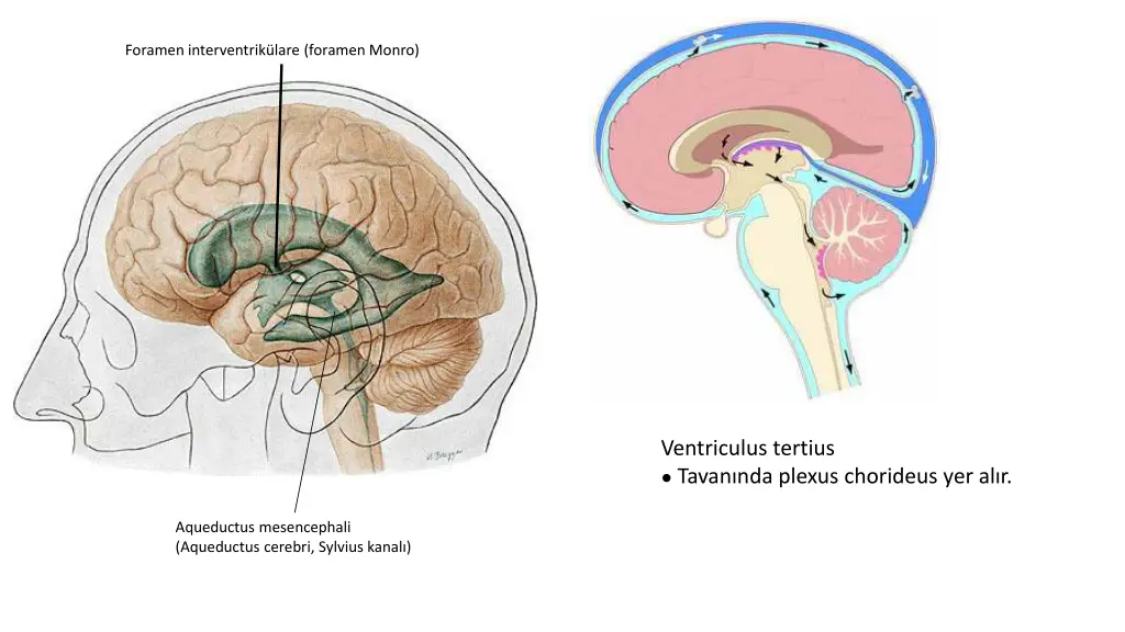 foramen interventrik lare foramen monro 1