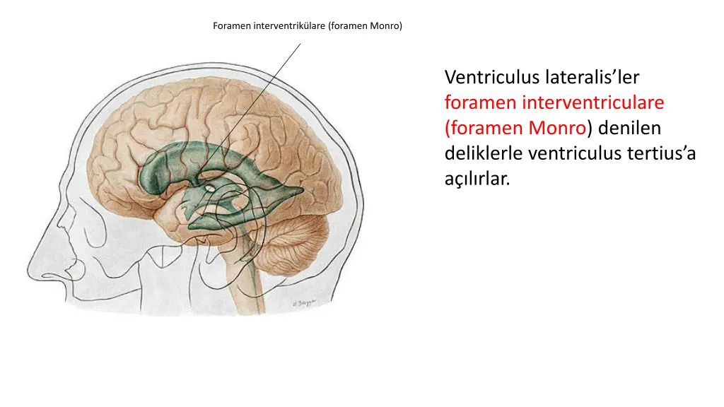 foramen interventrik lare foramen monro