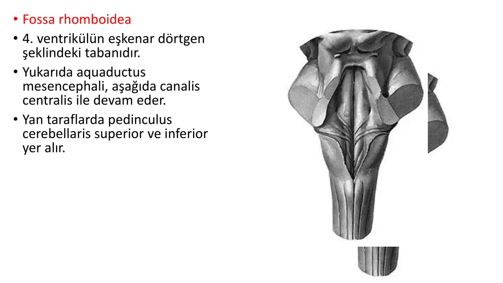 fossa rhomboidea 4 ventrik l n e kenar d rtgen